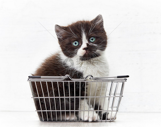 购物篮中的小猫咪图片