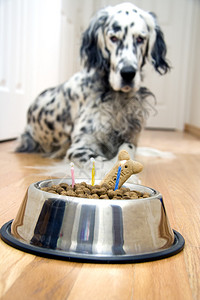 狗在他的生日蛋糕前点着蜡烛图片