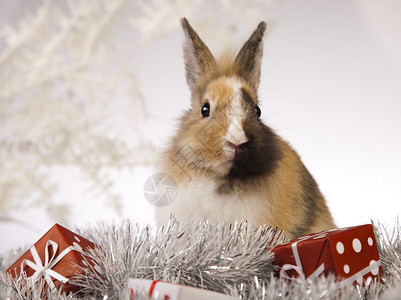 兔子兔子圣诞节背景图片