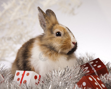 带圣诞兔子图片