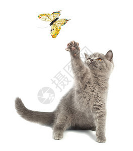 可爱的小猫和蝴蝶玩耍图片