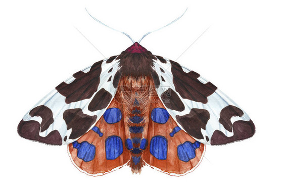 昆虫夜蝶飞蛾北斗红褐色美丽的翅膀毛茸动物印刷装饰图片