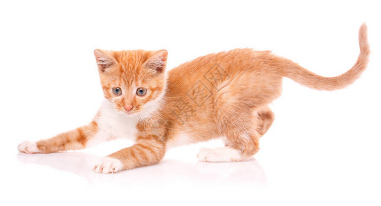 可爱的橙色小猫白爪子图片