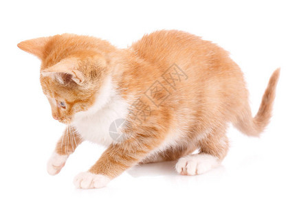 可爱的橙色小猫白爪子图片