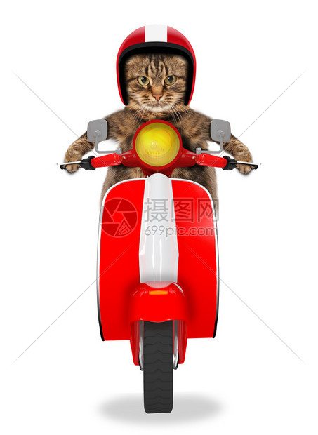 骑脚踏车的小丑猫图片