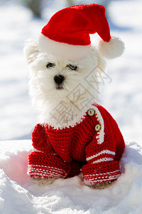 圣诞小狗冬天戴着圣诞帽的马耳他小图片