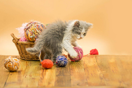 可爱的毛茸的猫正在玩针织球可爱的小猫和线球可爱的灰色漂亮小猫的画像有趣的小猫和针织针织概念背景图片