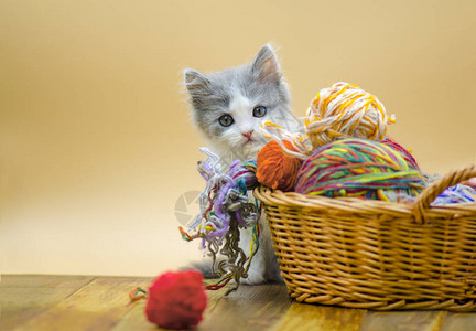 毛灰色小猫玩羊毛球可爱的小猫在篮子里有线圈编织概念图片