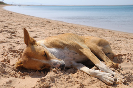 玩累的小狗在沙滩上睡着了图片