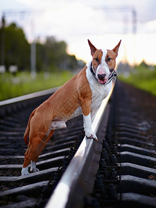 英国斗牛犬纯种狗犬友红色的狗在铁轨上的斗牛犬图片