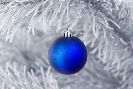 蓝色圣诞球在松树枝上面沾满了背景图片