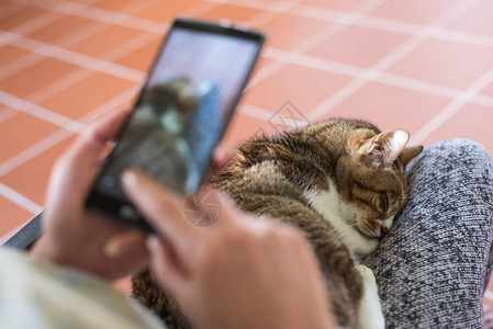 猫用手机老猫坐在图片