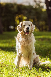 可爱的金毛猎犬舌头伸出坐在图片