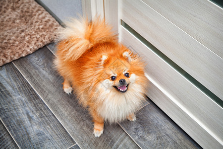 站在公寓地板上的可爱的宠物狗小狗饲图片
