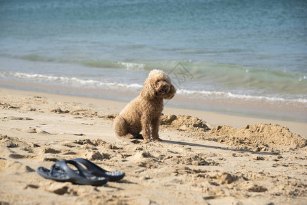 乖乖坐在沙滩上的泰迪背景图片