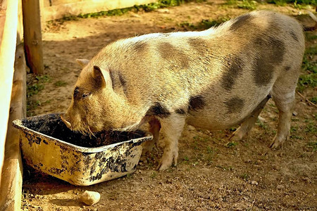 野猪在接触ZOO时喂图片