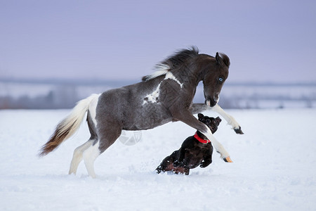 绘画迷你马与狗玩在雪场背景图片