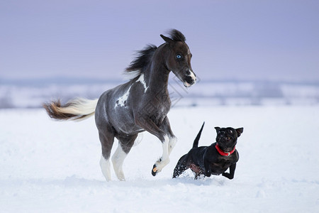 绘画迷你马与狗玩在雪场图片
