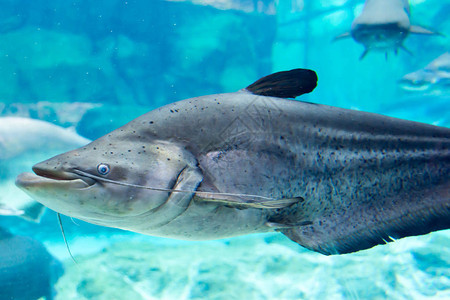 野生动物海豚背景图片