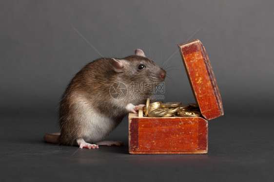 带旧钱箱的家鼠图片