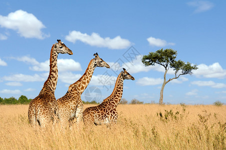 肯尼亚公园的长颈图片