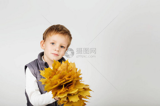 愉快的乐的美丽的小男孩画象反对白色背景的孩子拿着黄色的枫叶孩子吐出秋图片