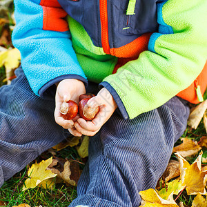 秋天公园里拿着栗子的小孩的手和穿着五颜六色衣服的孩子坐在图片