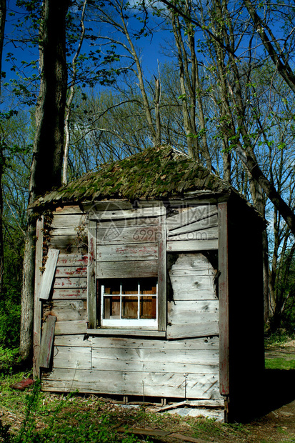 树林里废弃的旧小屋图片