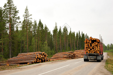 在斯堪的纳维亚森林中运输采伐的木材图片