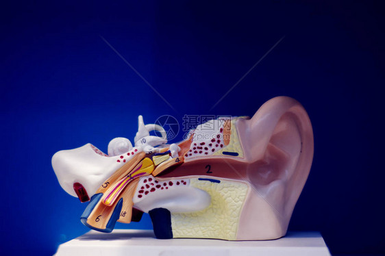 医学听力医生耳聋教授用于诊断聋人病的塑料模型图片