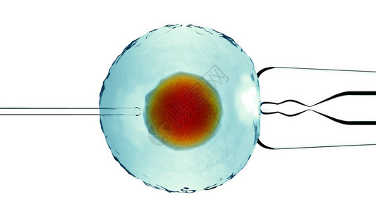 人工受精或辅助受精是一种过程图片