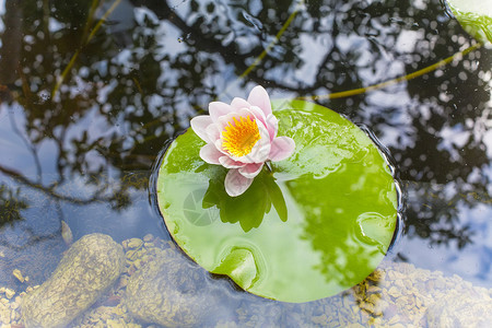 人工池塘中娇嫩的粉红莲花背景图片