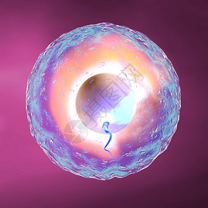 紫色背景中的卵子和精子图片