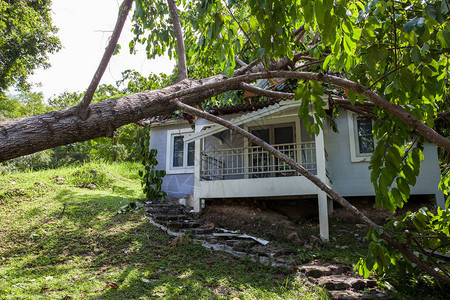强风暴后损坏房屋的倒下的树图片