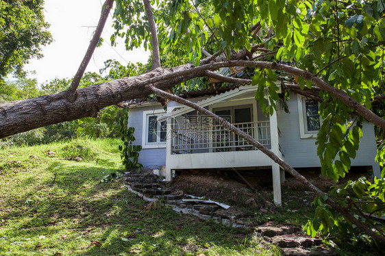 强风暴后损坏房屋的倒下的树图片