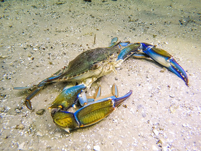 水下蓝蟹图片素材