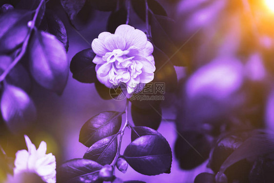 紫外线背景由新鲜植物制成设计时的图片