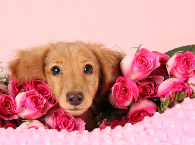 Dachshund小狗围着玫瑰图片
