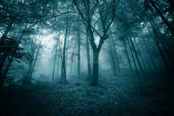 神秘的绿色迷雾童话般的图片