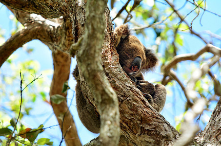 Koala睡在澳大利亚昆士兰金海岸Combababah湖保护公图片