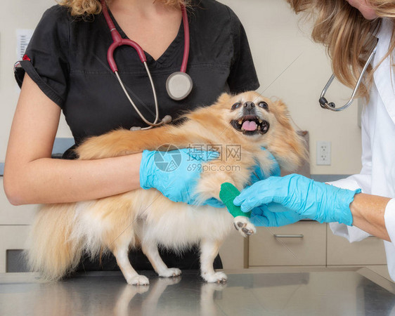 技术员在考试室桌子上扣留狗的兽医用脚掌包图片