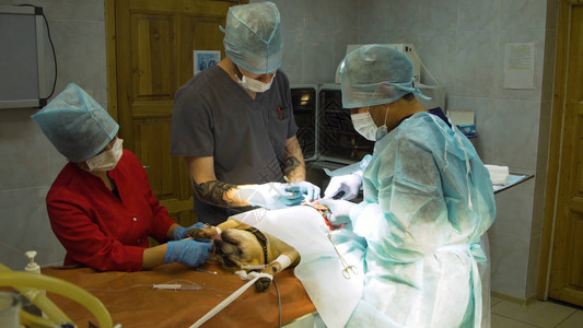 兽医在兽医诊所的手术室里为狗做手术兽医在诊所做手术医学宠物动物医疗保图片