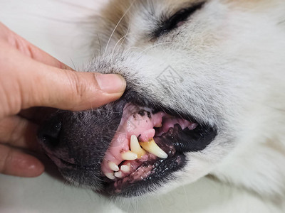 狗牙腐烂显示脏牙齿在狗口中出现牙科图片