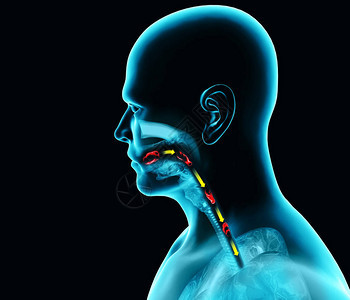 吞咽困难咽部和食管吞咽困难口语阶段食物的路径图片