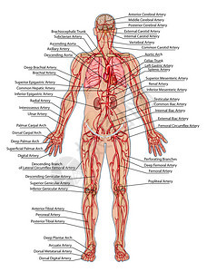 人体血流人体循环血系统心血管血管和动脉系统的解剖图片