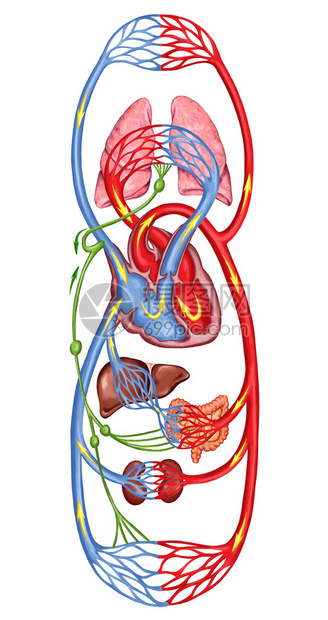 人体血液人体循环多血和心血管系统血液系统解剖图片