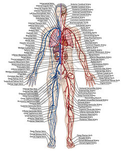 人体血液人体循环血液系统心血管血管动脉和静脉系统的解剖背景图片