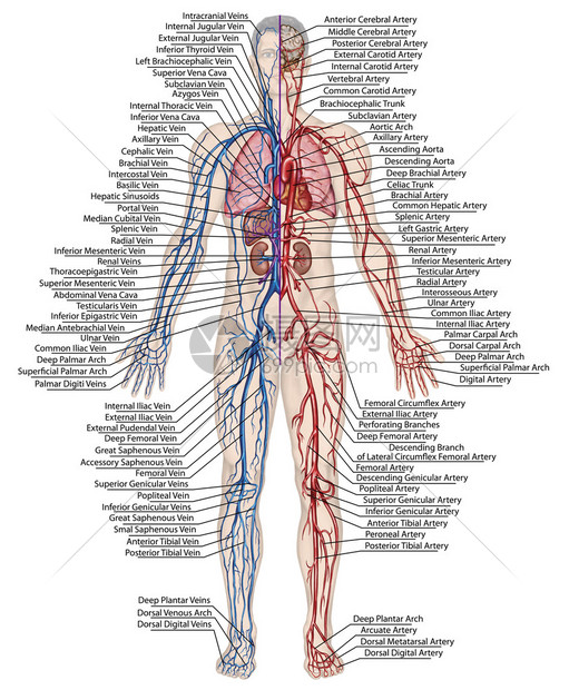 人体血液人体循环血液系统心血管血管动脉和静脉系统的解剖图片