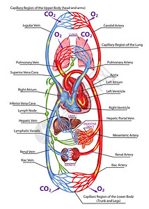 人体血液人体循环多血和心血管系统血液系统解剖图片
