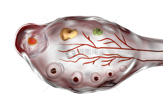 3D卵巢插图显示原始初生和次生图片